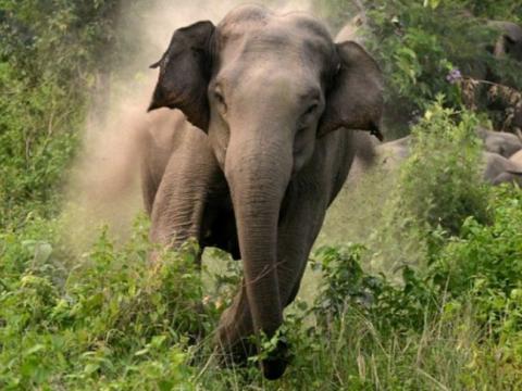 दमकमा जंगली हात्तीको आक्रमणबाट शरणार्थीको मृत्यु