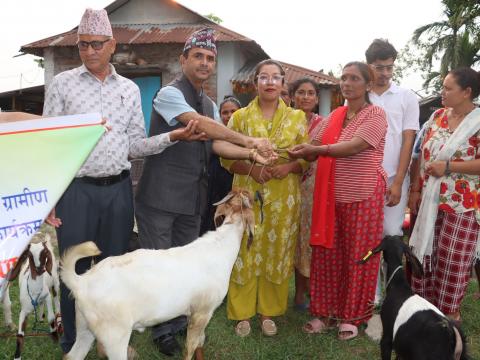 ‘मेयर पकेट प्याकेज ग्रामिण बाख्रा साटासाट कार्यक्रम’ अन्तर्गत  पञ्चकन्या महिला समूहलाई बाख्रा वितरण