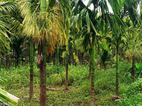 हात्ती आतंक विरुद्ध झापाका किसानको 'साइलेन्ट वार': अन्नबाली मासेर ६० प्रतिशत बगान 'थ्री-टियर' मोडेलमा रूपान्तरित